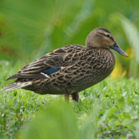 Hawaiian Duck